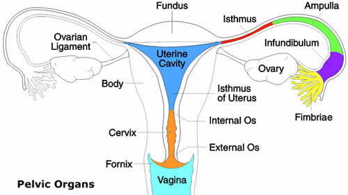 Pelvic Organs